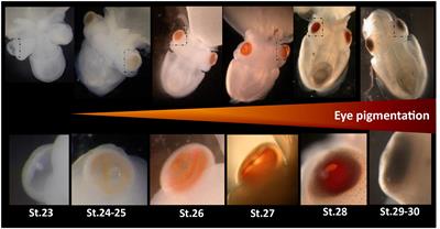 Diversity of Light Sensing Molecules and Their Expression During the Embryogenesis of the Cuttlefish (Sepia officinalis)